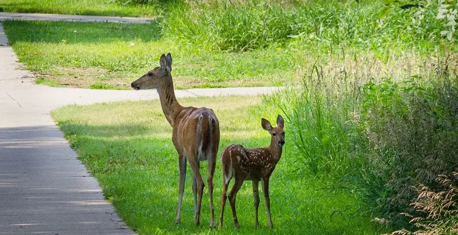 How to keep deer out of your yard