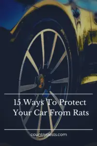 How to keep rats out of your car (1)