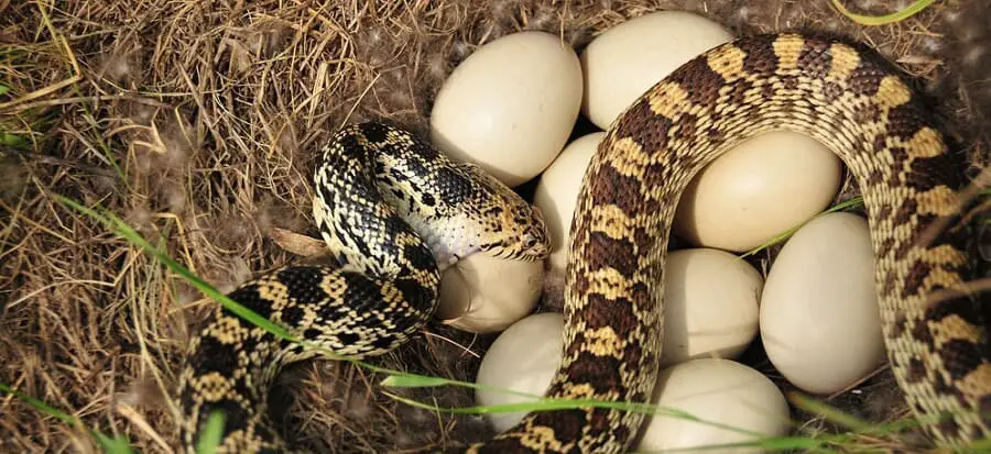 How to keep snakes from chicken eggs