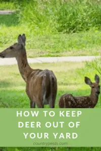 Keep deer from eating flowers (1)