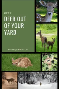 Keep deer out of the yard (1)
