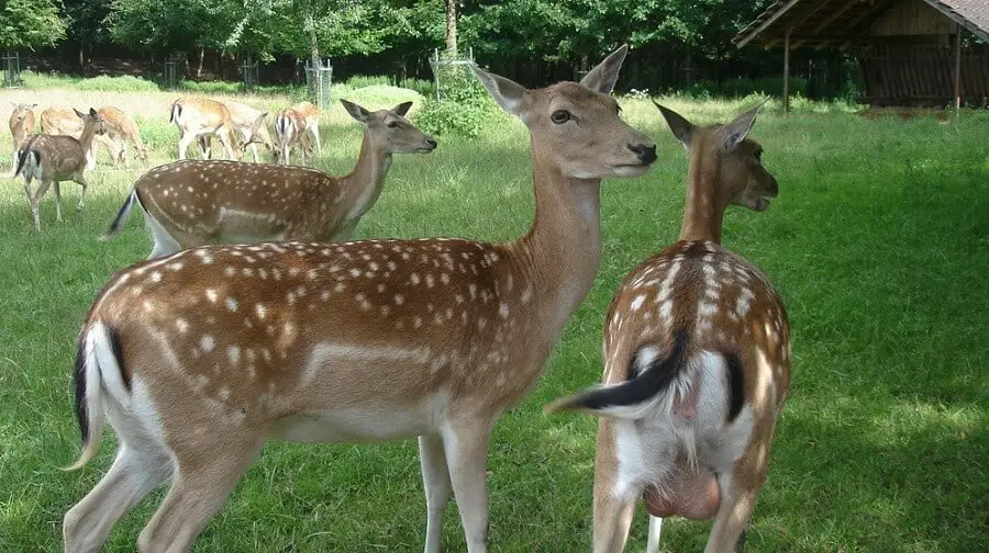 Keep birdseed away from deer 