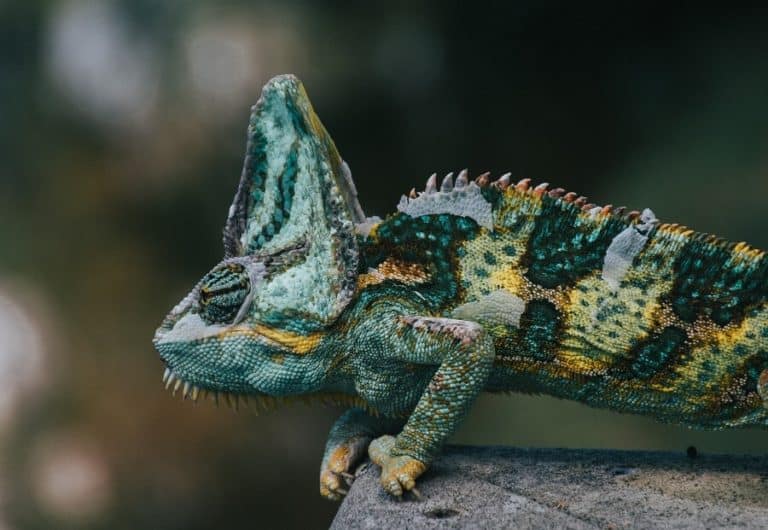 Get Rid Of Lizards And Keep Them Away (House, Porch & Patio)