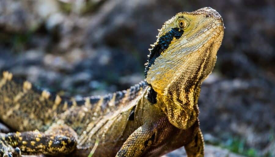 Keep lizards away from the patio 