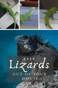 Keep lizards out of your house (1)