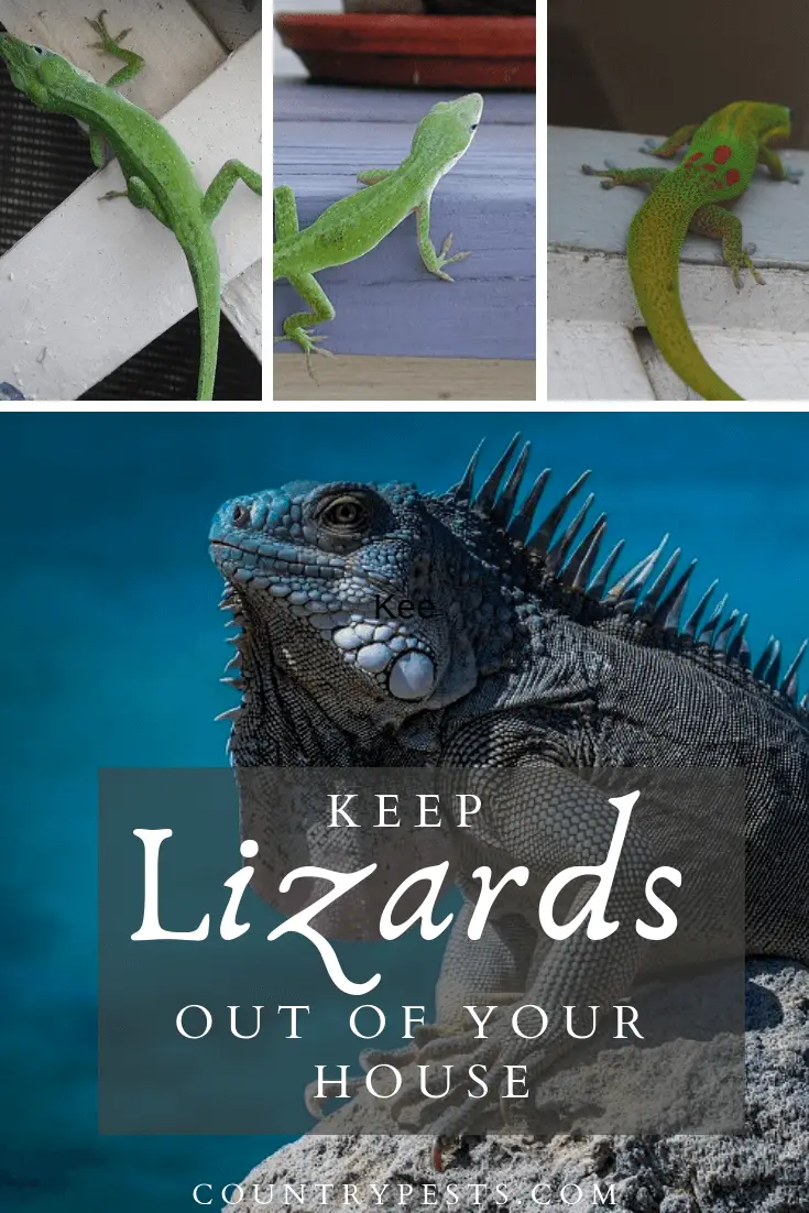 Get Rid Of Lizards And Keep Them Away (House, Porch & Patio)