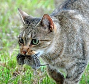 Keep rats away from your car with a mouse (1)