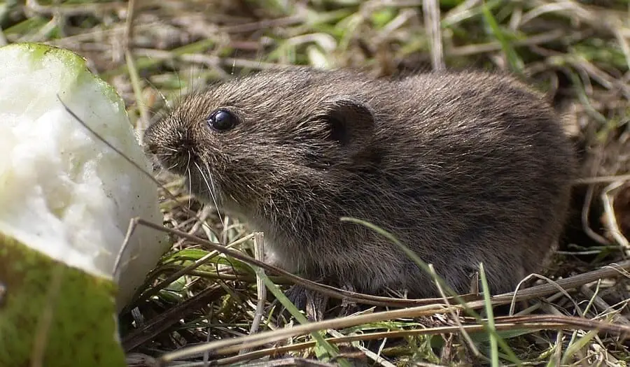 How To Keep Rats And Mice Away From Cars