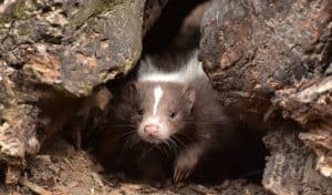 Keep skunks away from holes and burrows