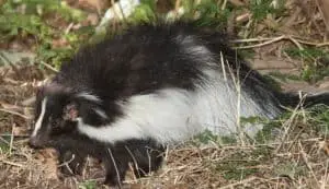 Keep skunks away from house