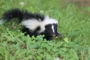 Keep skunks out of yard