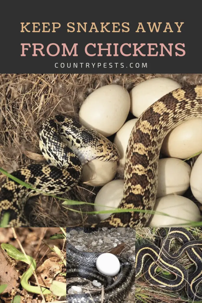 How To Keep Snakes Away From Chickens, Eggs, And Coops