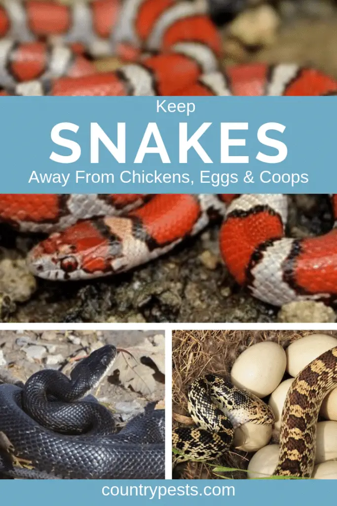 How To Keep Snakes Away From Chickens, Eggs, And Coops