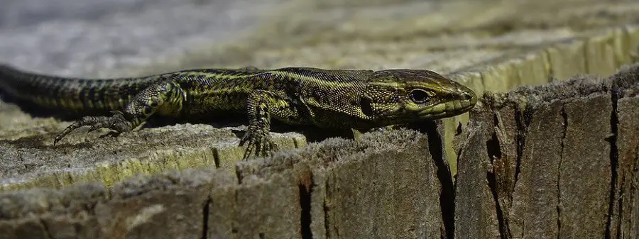 Lizards follow insects into a house (1)