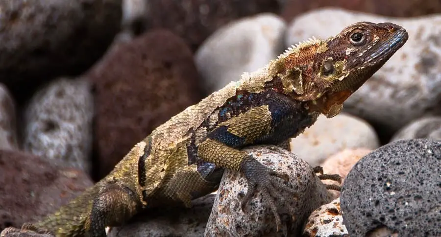 Lizards like to hide