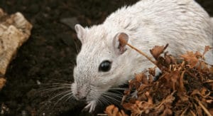 Mice nest in small safe areas like cars (1)