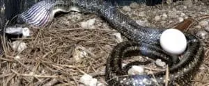 Rat snakes follow rodents into chicken coop