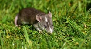 Rats love to hide in grass (1)