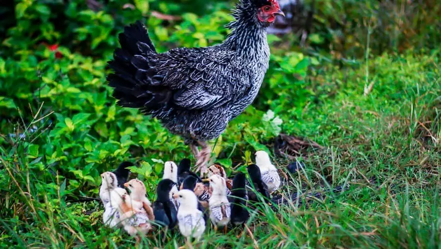 How To Keep Skunks Away For Good