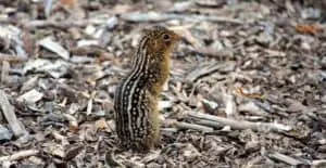 Thirteened lined ground squirrel is common