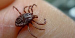 Ticks look for hosts