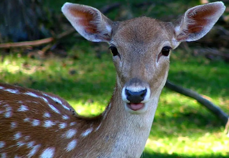 White-tailed deer are common in the USA