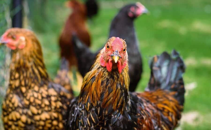 Will Mothballs Keep Chickens Away?
