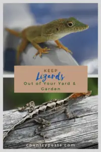 get rid of lizards (1)