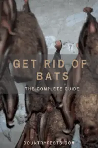 how to get rid of bats (1)