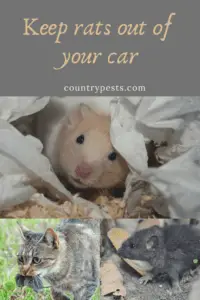 how to keep mice out of the car (1)