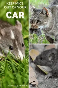 how to protect your car from rats (1)