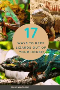 keep lizards out of your home (1)