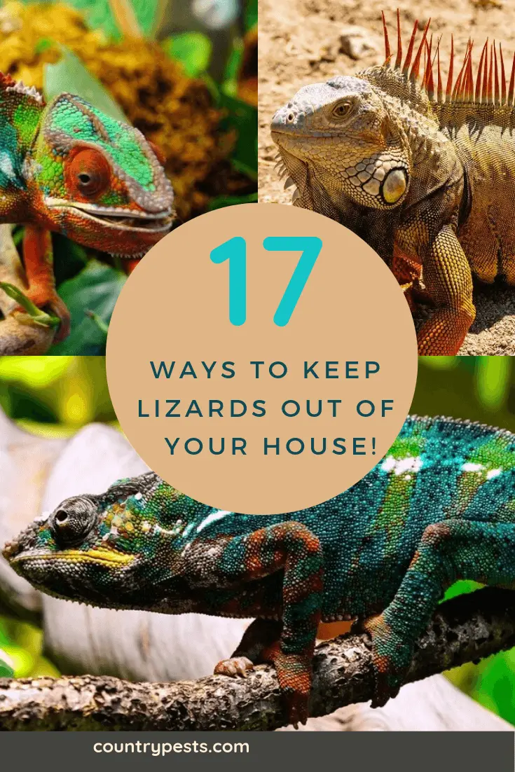 Get Rid Of Lizards And Keep Them Away (House, Porch & Patio)