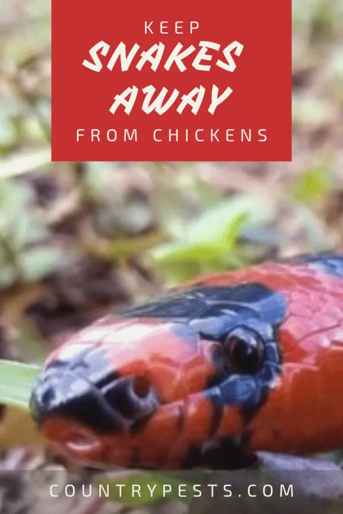 How To Keep Snakes Away From Chickens, Eggs, And Coops