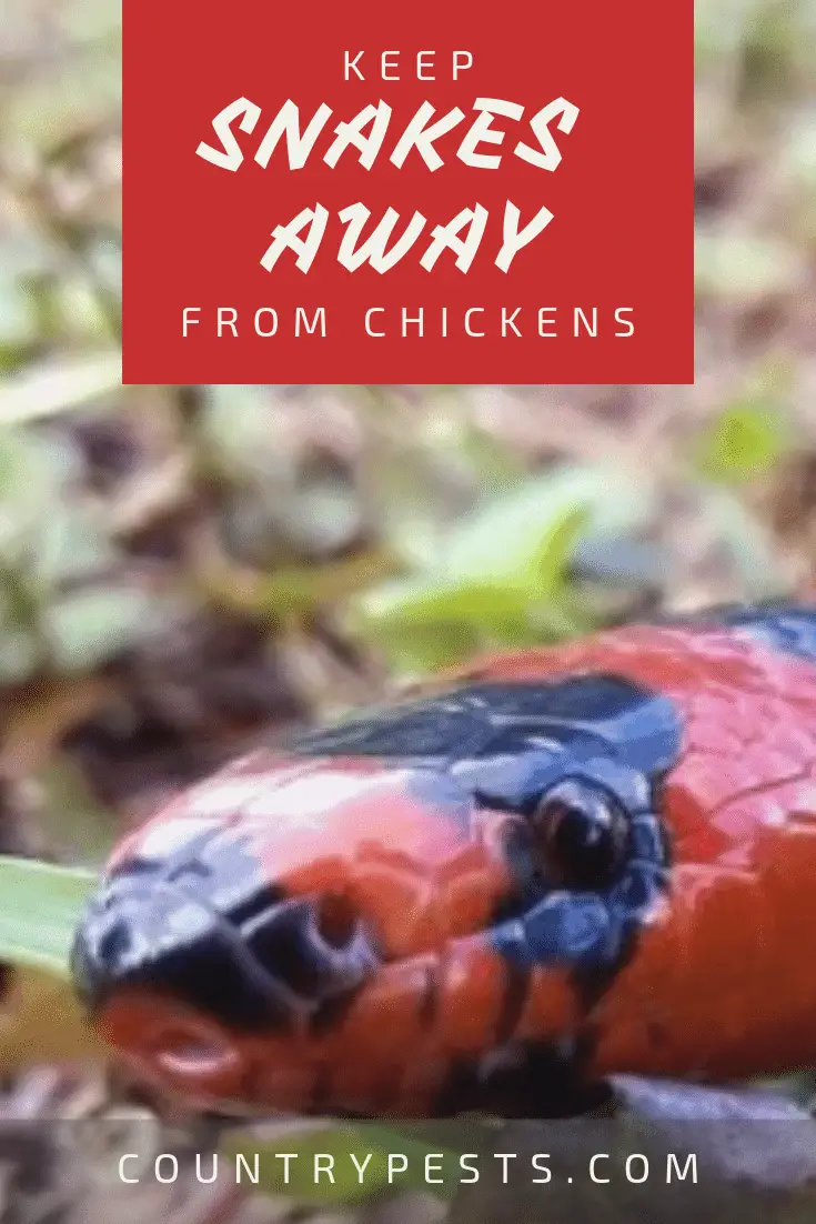 How To Keep Snakes Away From Chickens, Eggs, And Coops