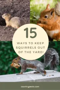 _keep squirrels out of your yard (1)