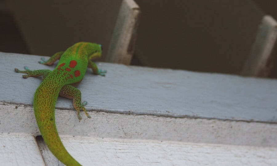 lizards can fit in small cracks 