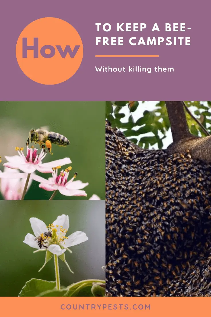 How To Keep Bees Away From My Campsite The Complete Guide