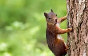 squirrels can climb trees