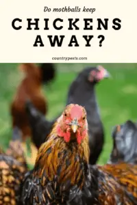 will mothballs keep hens away (1)