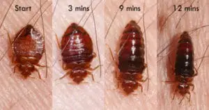 Bed Bugs change size and color as they feed Tama.edu