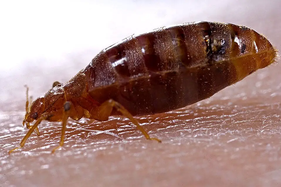 Bed bug identification