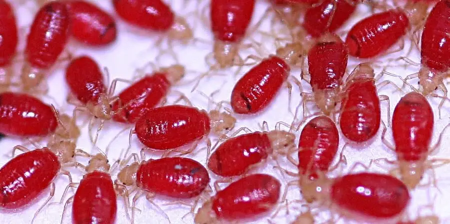 Bed bugs engourged on blood
