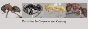 Carpenter Ant with varying colors