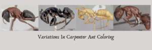 Carpenter Ant with varying colors