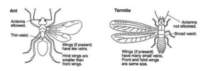 Carpenter Ant versus termites