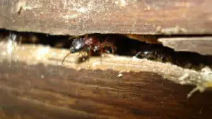 Carpenter Ants burrow through wood