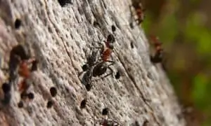 Carpenter Ants tunnel in wet wood (1)
