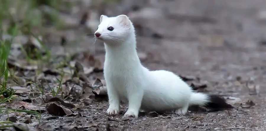 How to identify a stoat killing chickens 