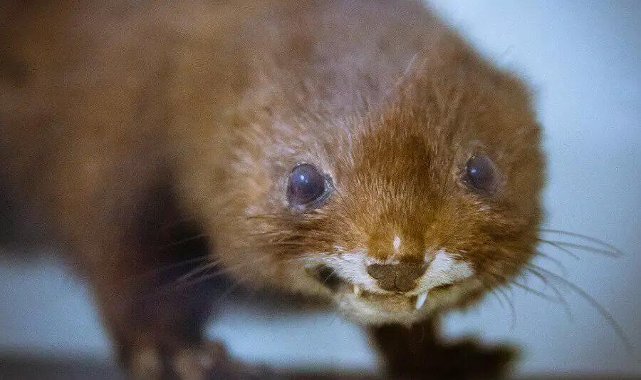 How to keep stoats from eating your chickens